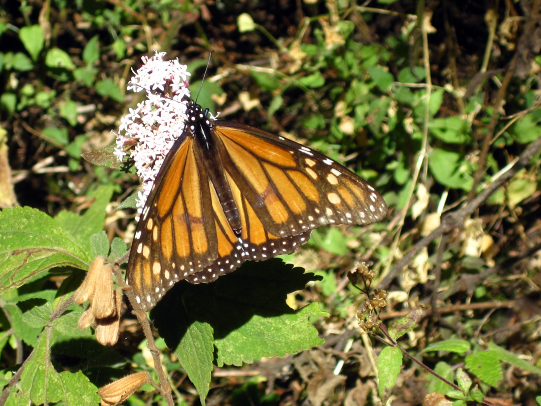A Rolling Crone The Mystery of the Monarch Butterflies of Michoacan, Mexico
