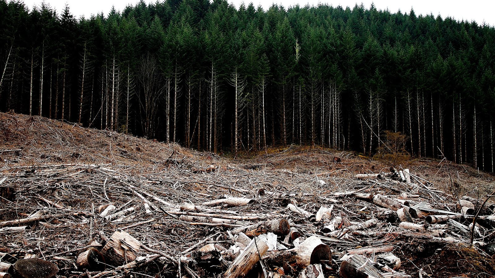 Effects Of Cutting Down Trees Effect Choices