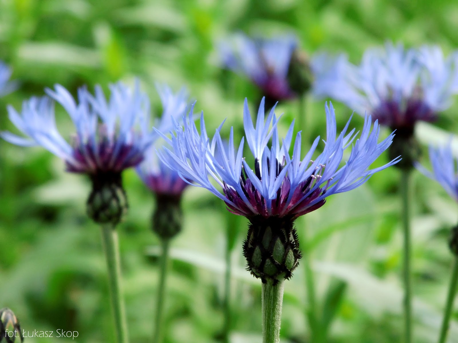 Niebieskie Kwiaty Polne Ciete Ogrodowe Bez Ogrodek Blog Ogrodniczy