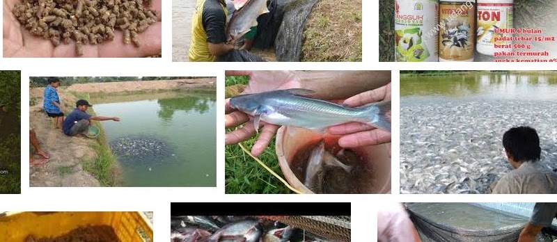 Jenis Makanan Ikan Patin Alami dan Buatan yang Bernutrisi