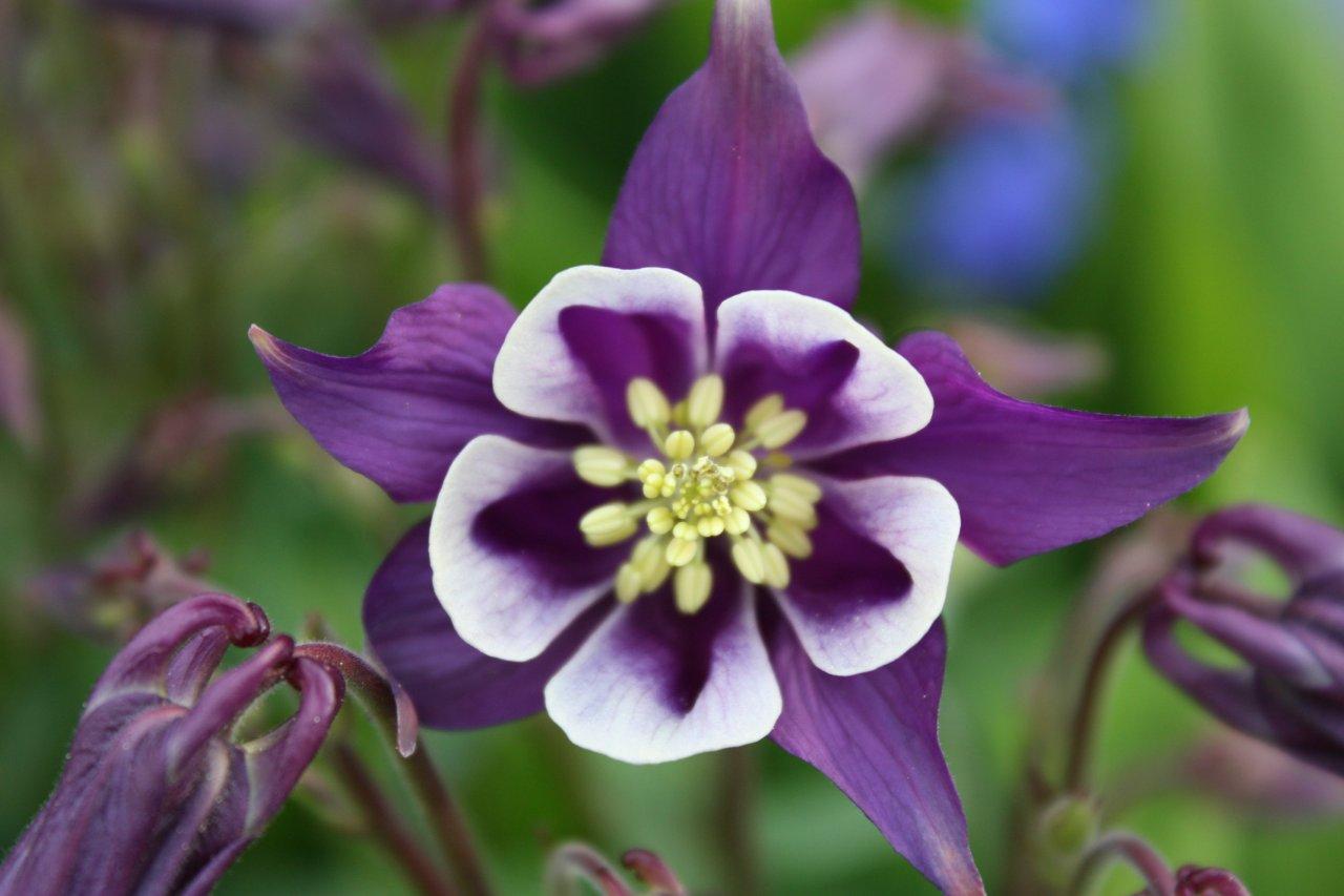 columbine flower flowers purple bloom bell shaped blue features special spring