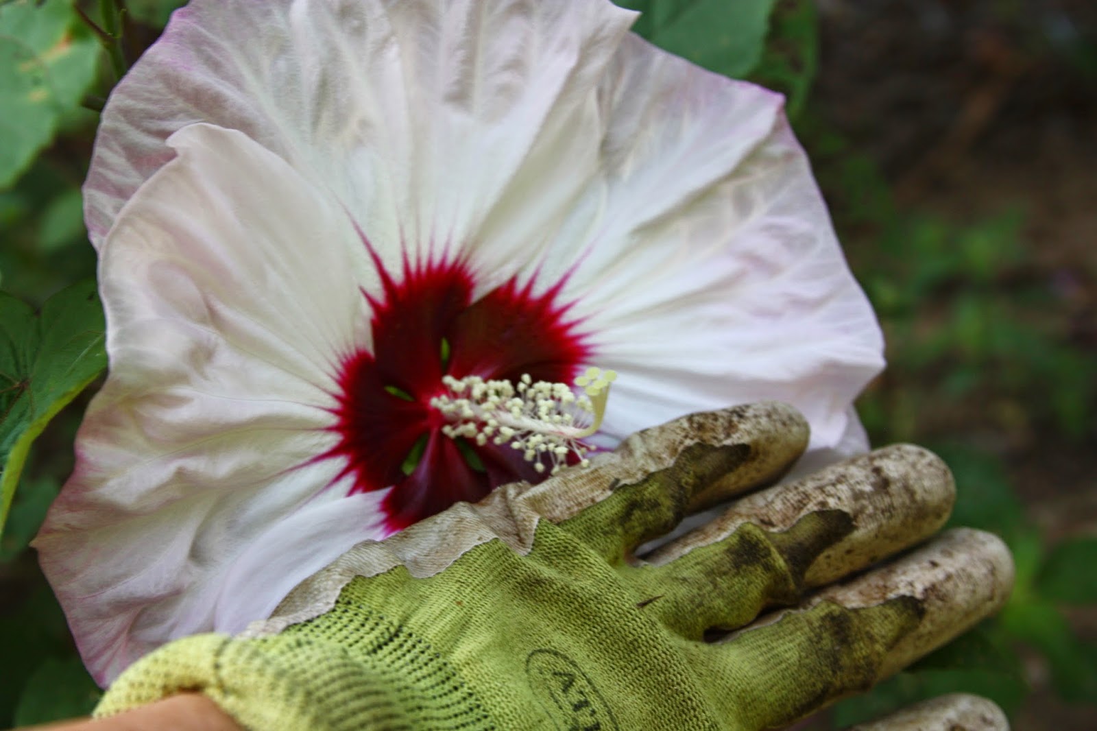 Hibiscus Cherry Cheesecake Mallow is Summerific