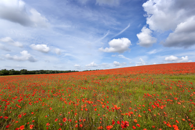 Bright red poppies in the morning sun under a blue sky and white clouds outside Royston in Hertfordshire by Martyn Ferry Photography