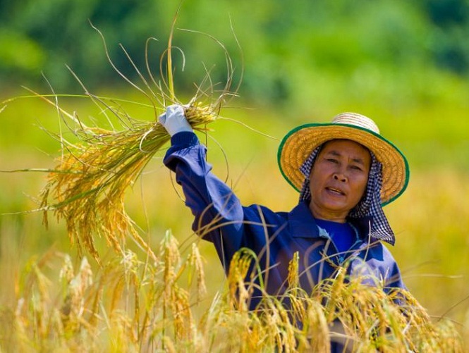 Teknologi Israel di Balik Pertanian Paling Maju Thailand dan Vietnam