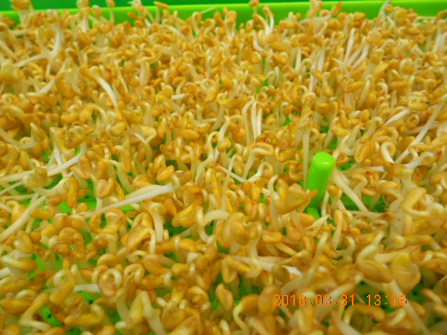 ��Ī��,��Ī�گ�,fenugreek,fenugreek-seeds,�����l,��Ī�ڽ��n,��Ī�ڬ�\��,��Ī�گ��\��,��Ī�ڵo����,��Ī�ڬ�