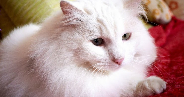 Tugas Sekolah Cara Merawat Kucing Anggora bagi Pemula