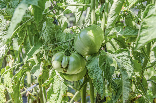 Green Tomato - solanum lycopersicum