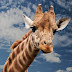 Por que as girafas possuem um pescoço tão longo?