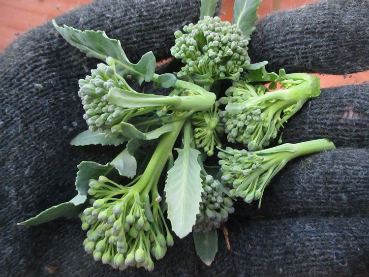 Green Jean tiny heads