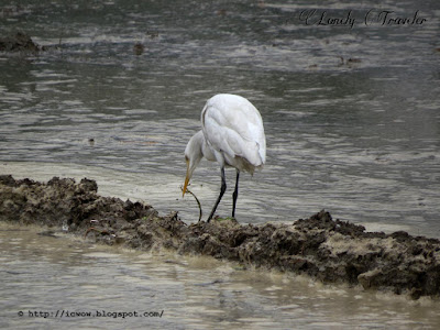 Bubulcus ibis