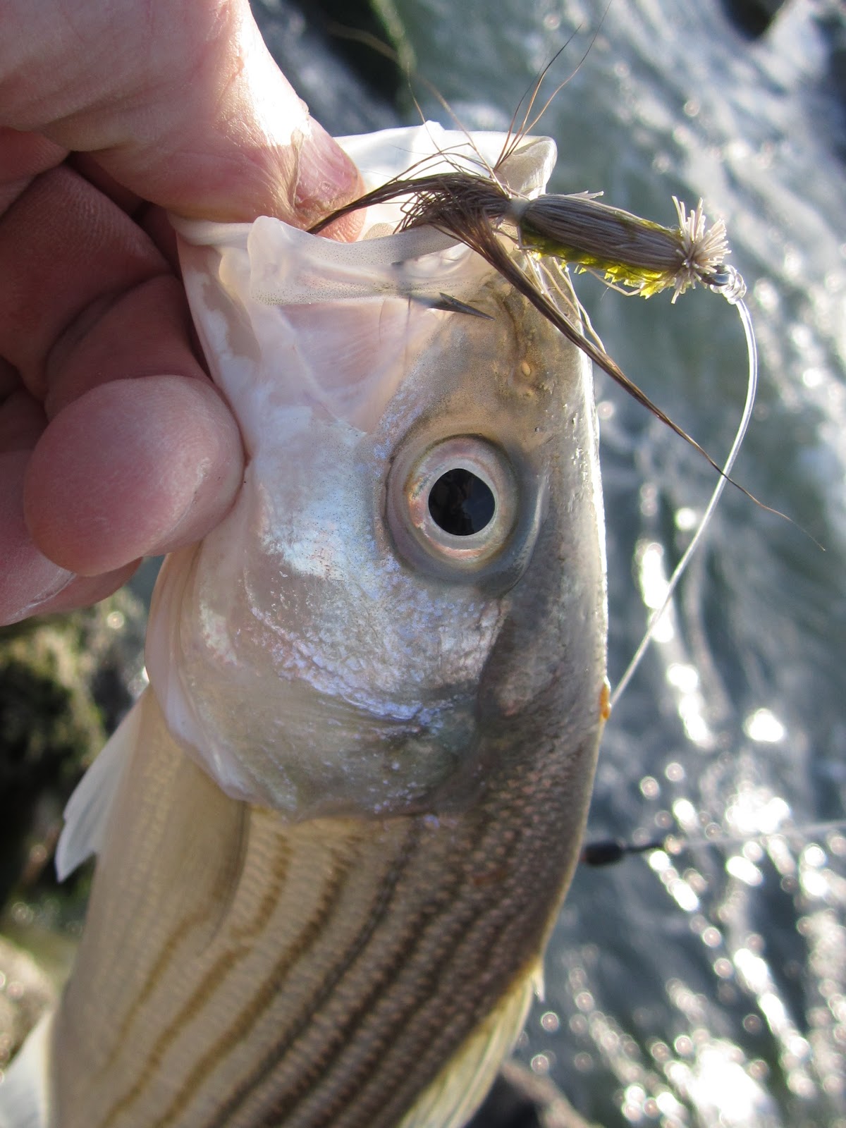 Rhode Island Striped Bass: NEWSFLASH….Schoolies Arrive at Oceanfront