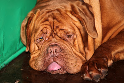 word dog show