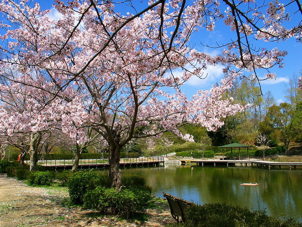 Bunga Sakura Yang Indah ALFANET PHOTOGRAPHY Dramel Wallpaper