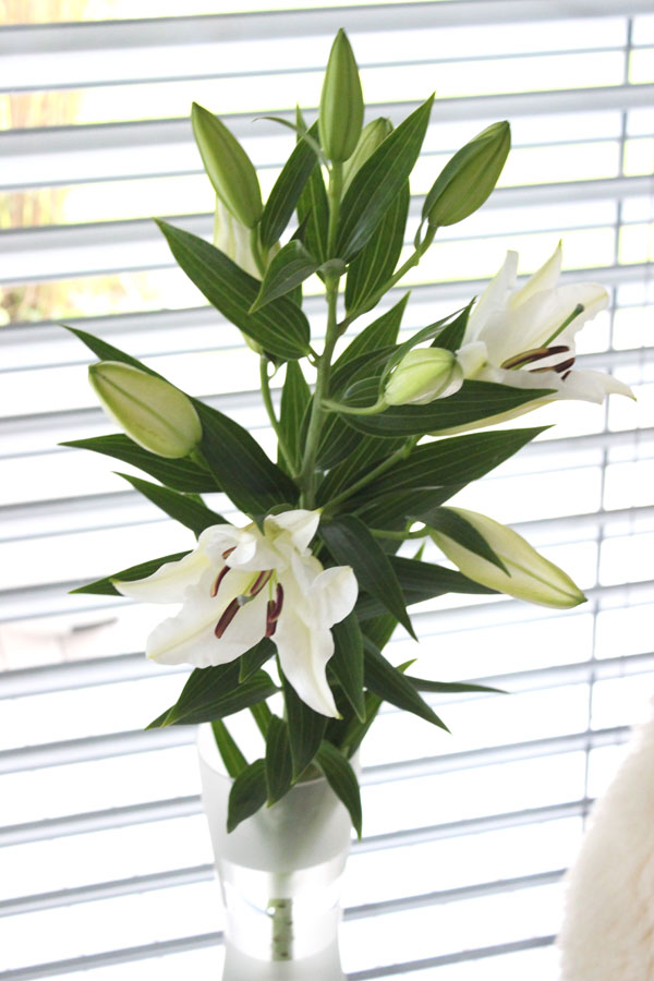 Kebo Homing Der Sudtiroler Food Und Lifestyleblog Manner Sind Schon Manchmal Lustig Oder Blumen Am Freitag