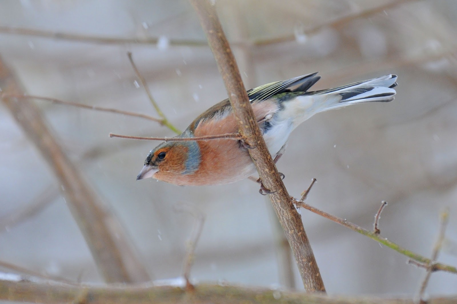 Bill's Birding: Snow Birds