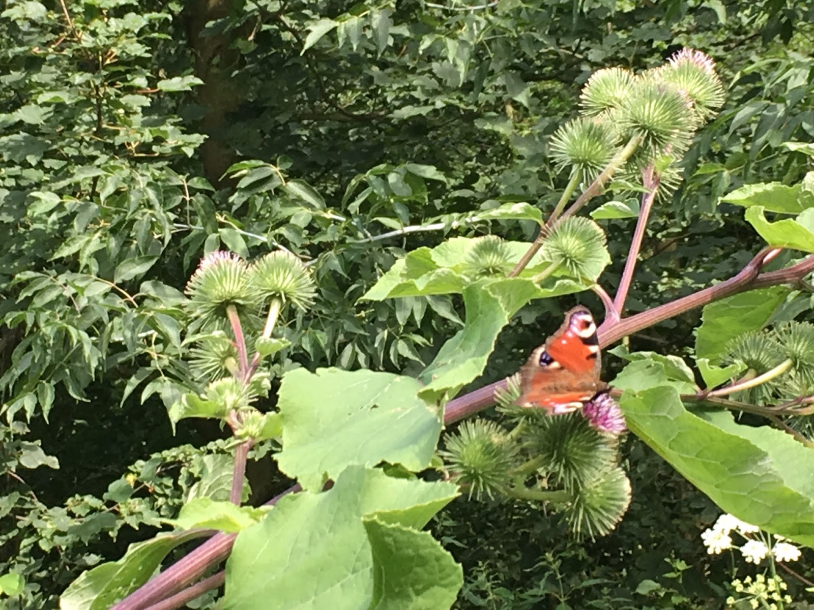 Es riecht modrig / It smells moldy