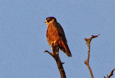 Halcón oriental Falco severus
