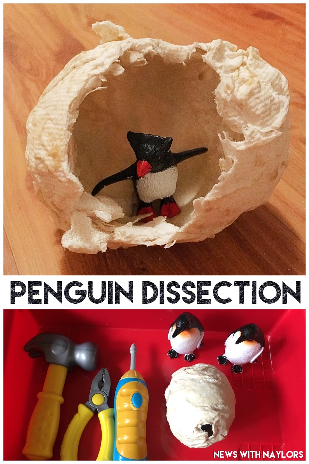Penguin Egg Dissection