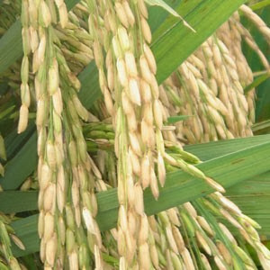 Sumber Ilmu Bagian Bagian Tumbuhan Kelas 4