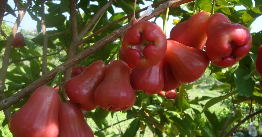 Tips Meningkatkan Produktivitas Pohon Jambu Air | Dunia Tumbuhan