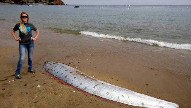 Το μυστηριώδες ψάρι που ξεβράστηκε σε παραλία [εικόνες]  