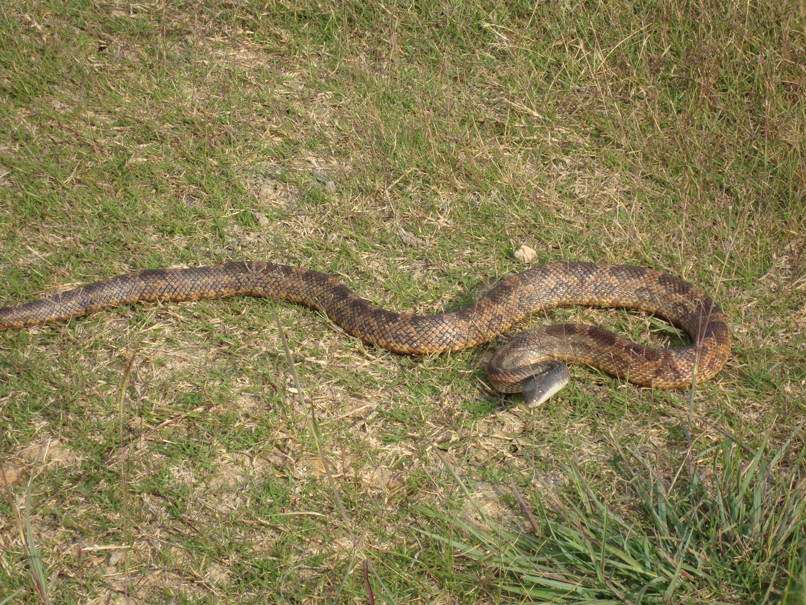 Bethel Farm: Copperhead