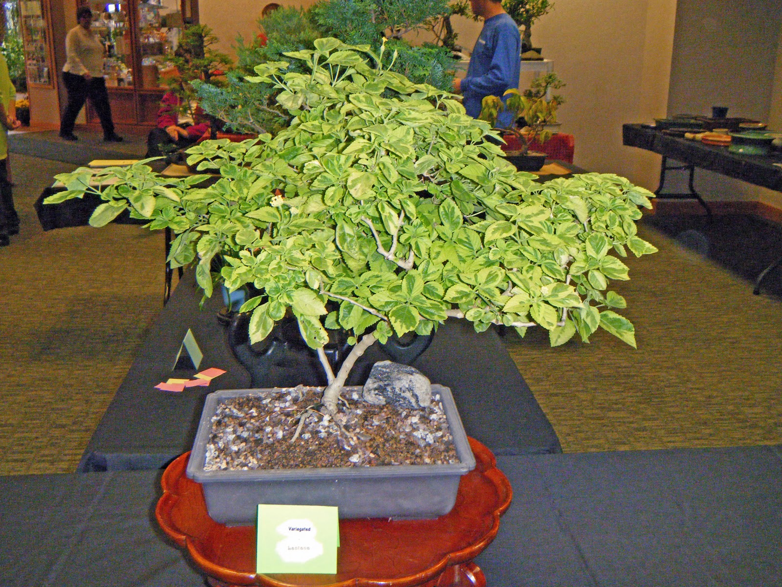 Bonsai in Hoosierland Ft. Wayne Bonsai Club Fall 2012 Show