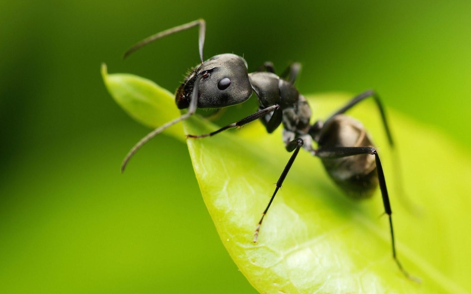 Black Ant ~ Insects World Black Ant ~ Insects World