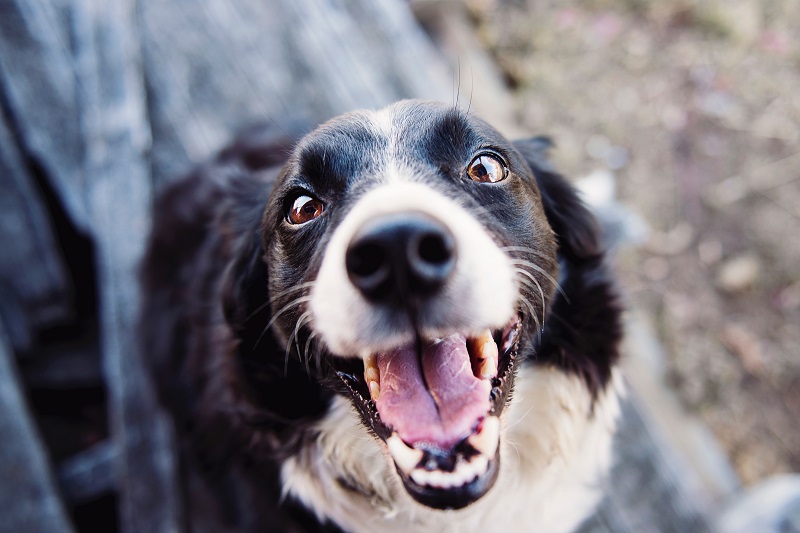 Pets for Seniors