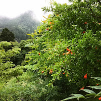 郡上八幡の写真