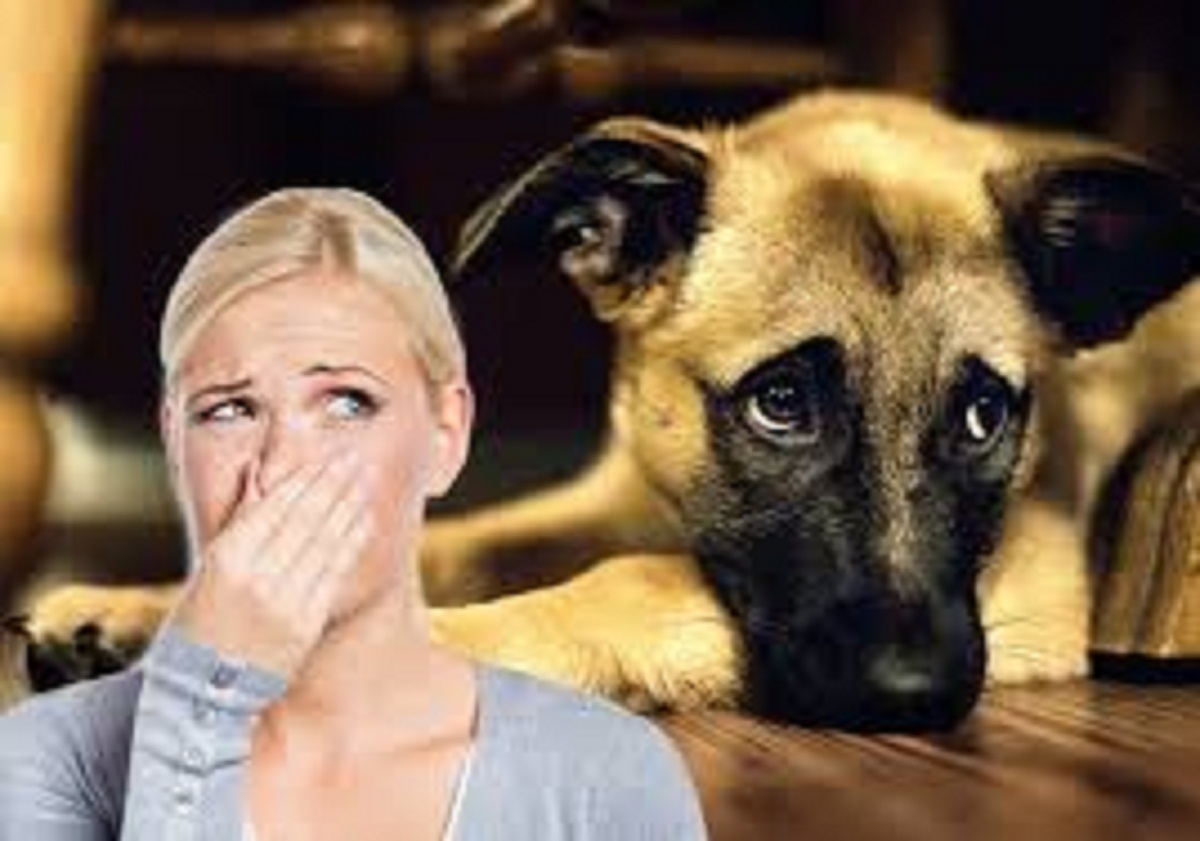 How to Eliminate Pet Odor in Your Home Doglopedix