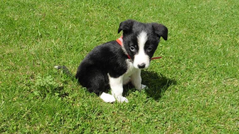 8 Week Old Border Collie Puppy