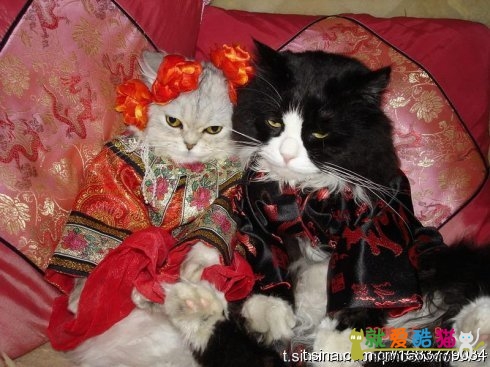 Кошки выходят замуж. Кошки в свадебных нарядах. Кошачья свадьба. Свадебные котята. Кот и кошка свадьба.