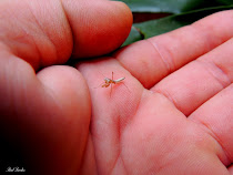 Mantis religiosa