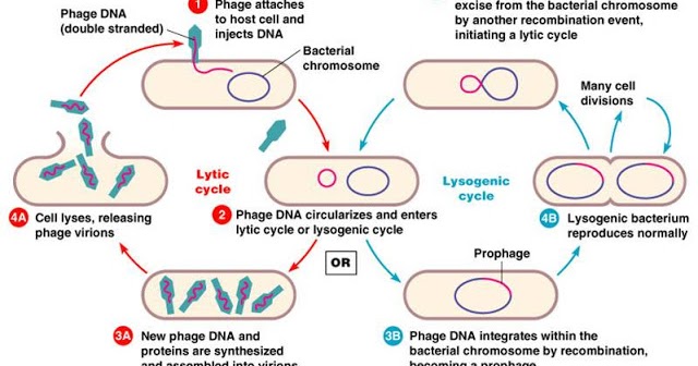 Perbedaan Daur Litik Dan Lisogenik Pada Virus Tips Membedakan