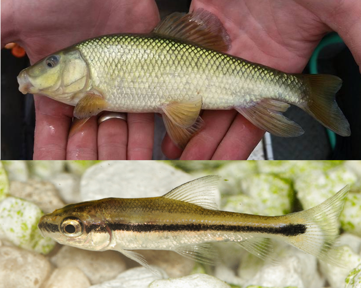 Virginia Tech Ichthyology Class Who You Callin’ “Chubby?” Eastern