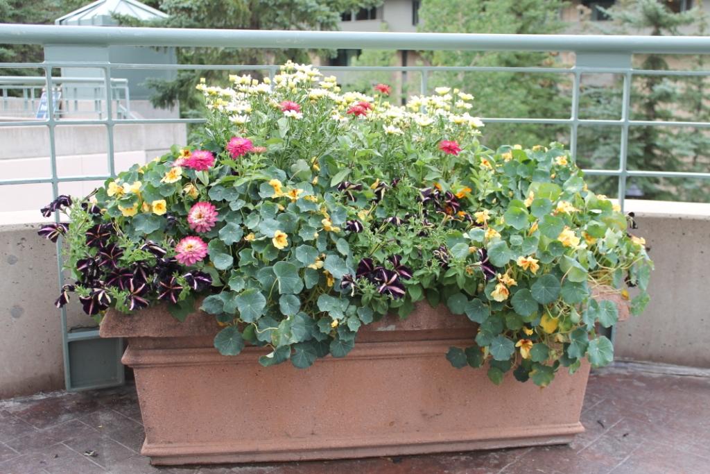 The Flowers of Vail Miss Kopy Kat