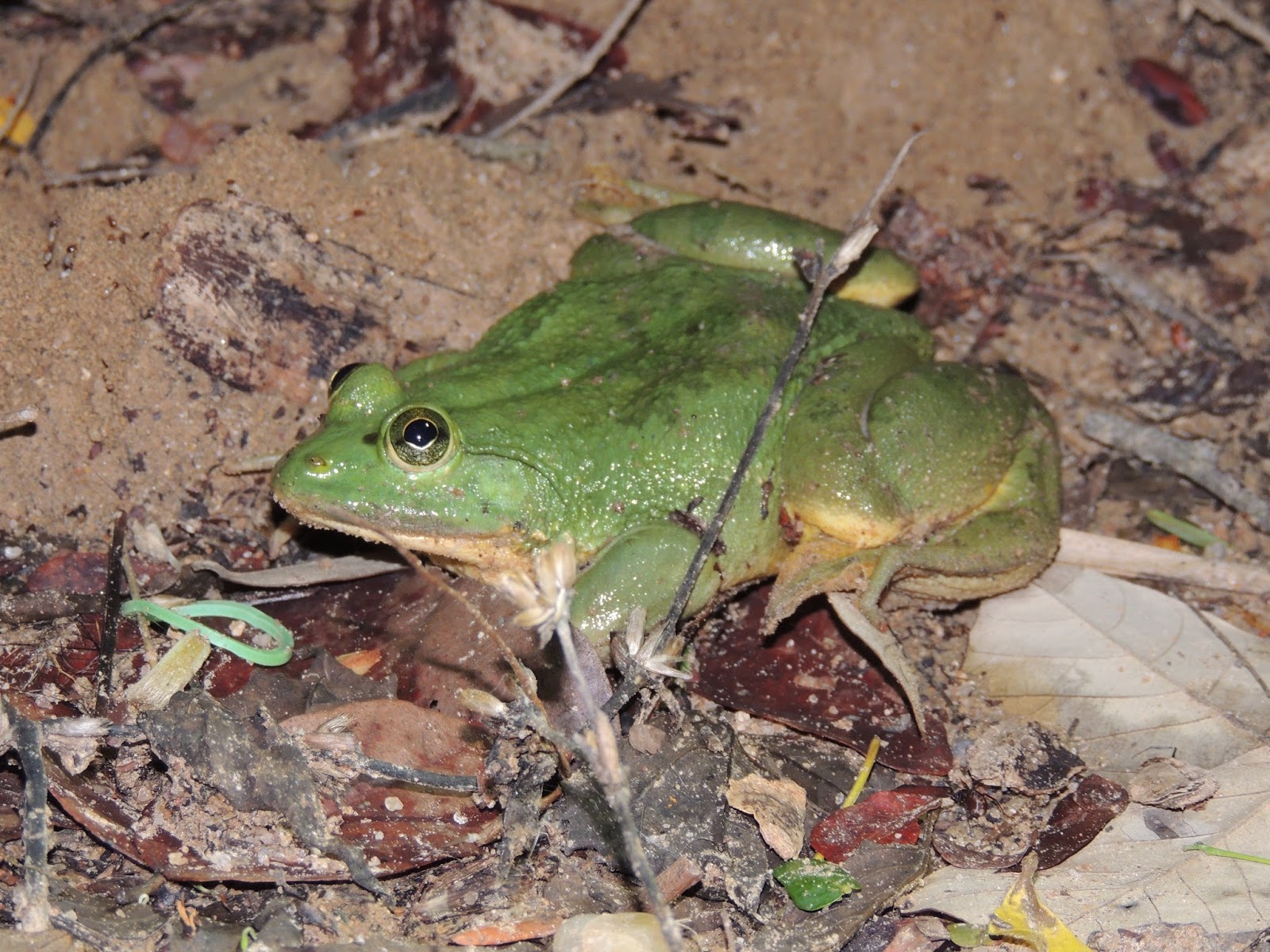 Dera's biodiversity Indian Fivefingered Frog