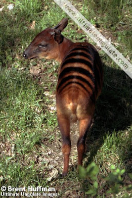 Zebra duiker