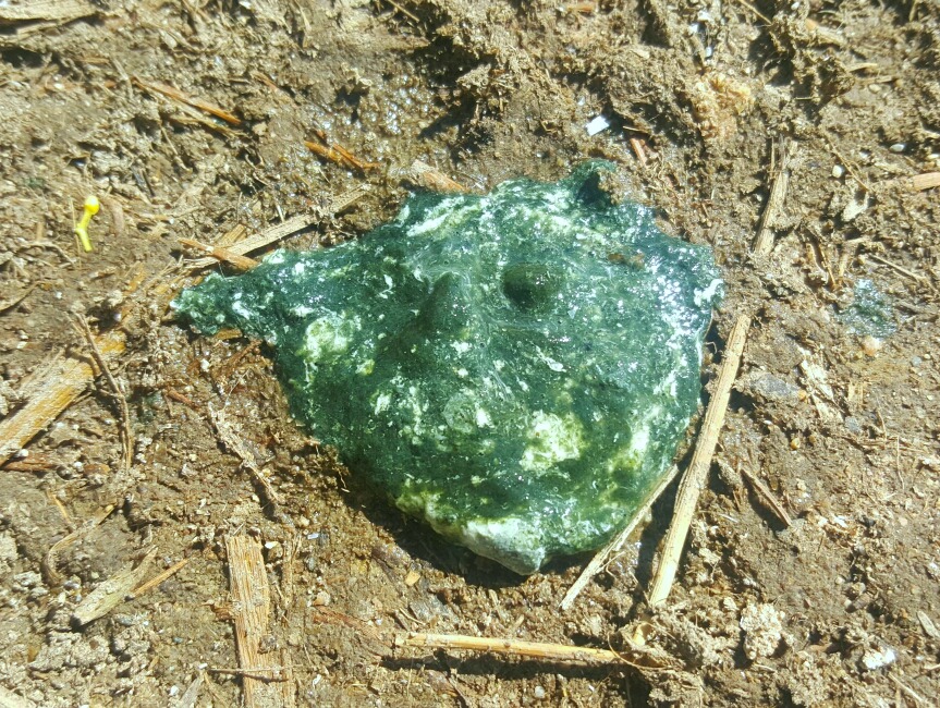 Woodville Ace Chicken Blog What do you know about Chicken Poop?