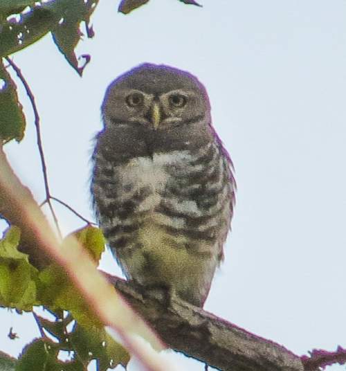 Forest owlet Birds of India Bird World