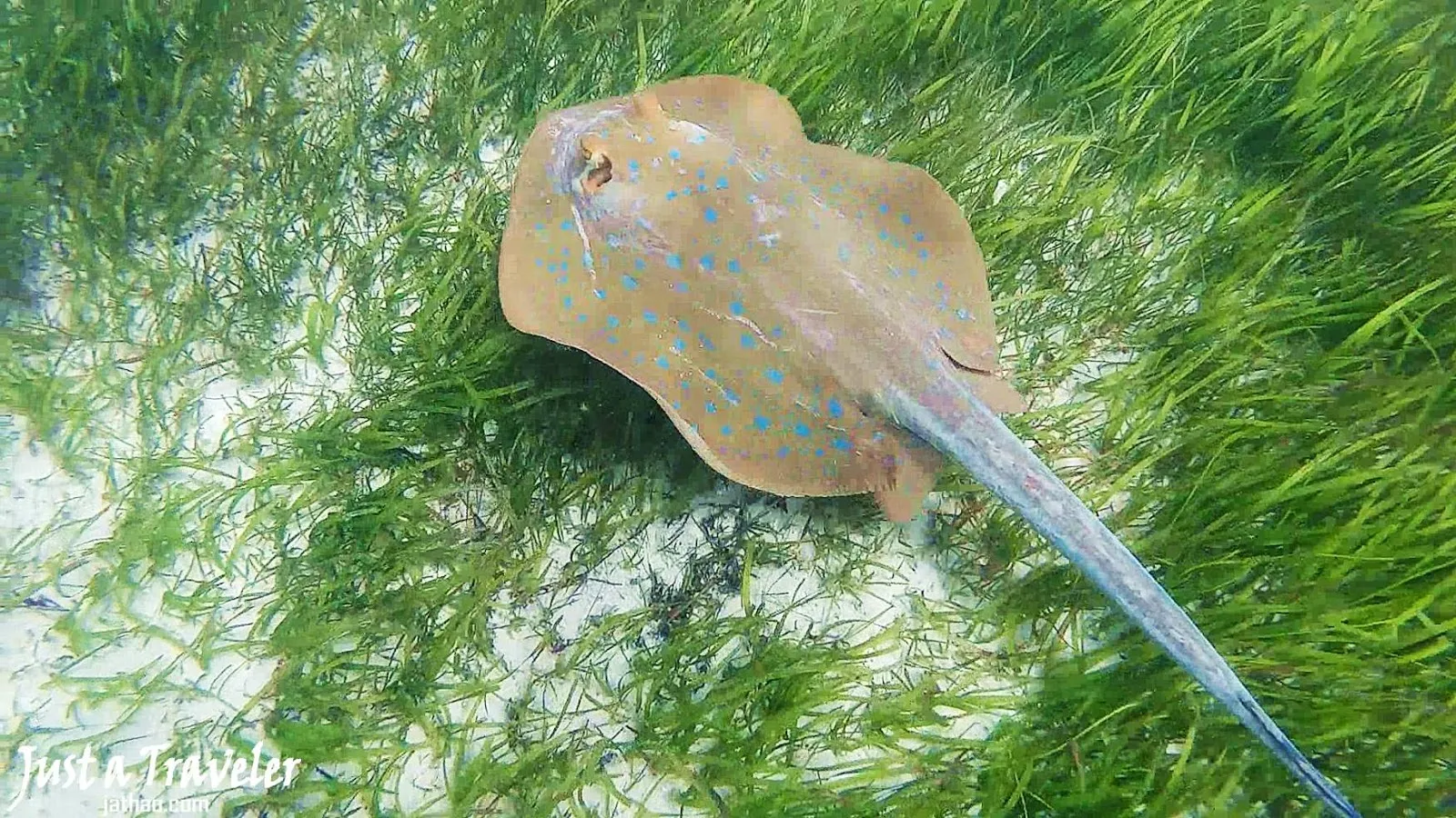 凱恩斯-大堡礁-綠島-內堡礁-浮潛-潛水-推薦-旅遊-自由行-澳洲-Carins-Great-Barrier-Reef-Green-Island-Snorkel-Diving-Travel-Australia