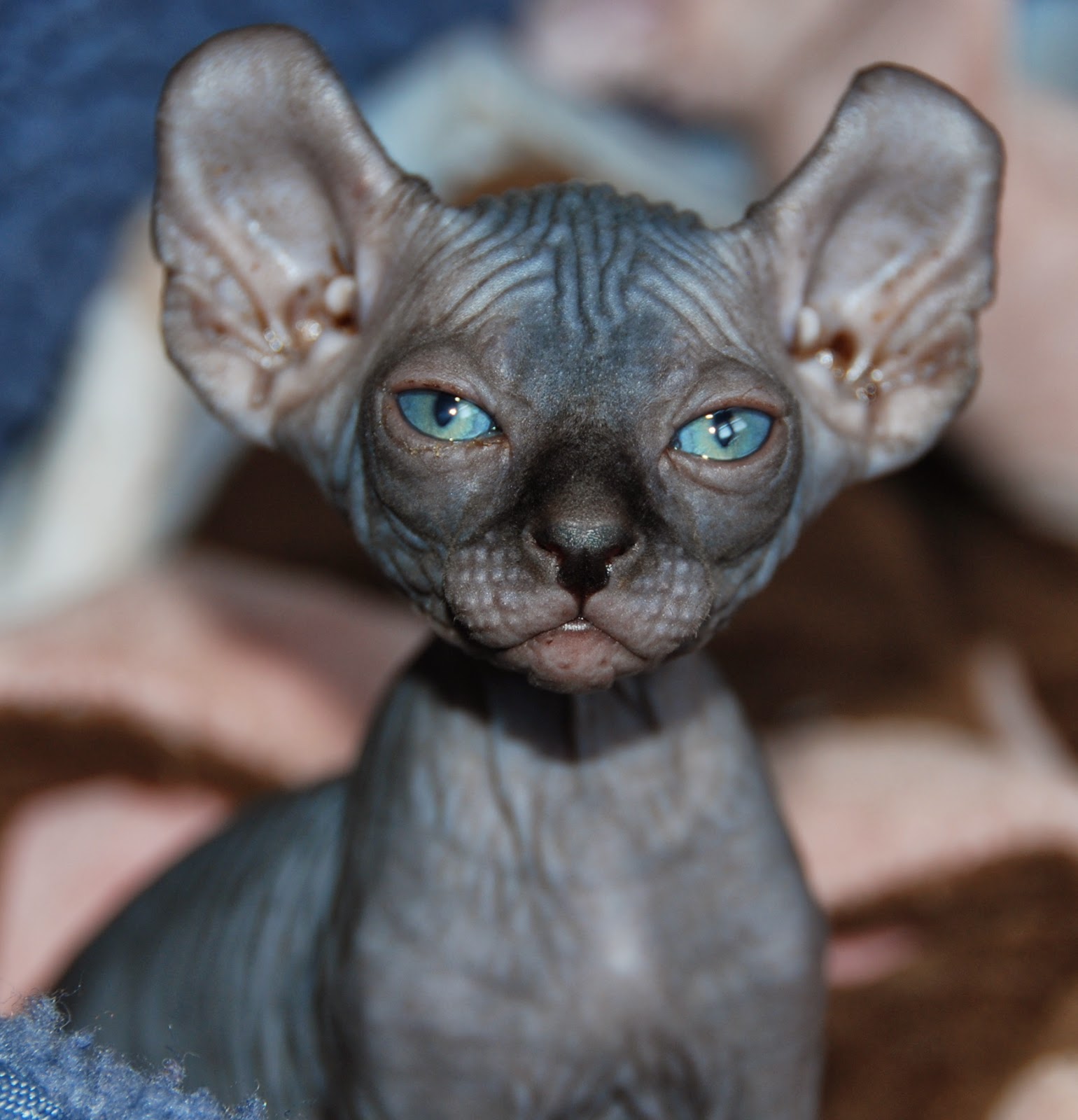 kitty cat picture Shaved