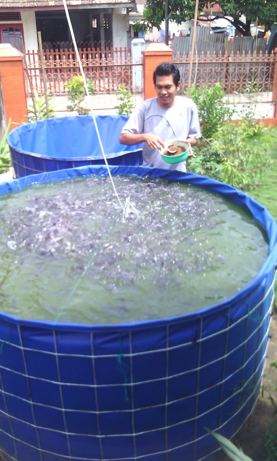  Kolam  Terpal Bulat  Harga Kolam  Terpal Bulat  Lengkap