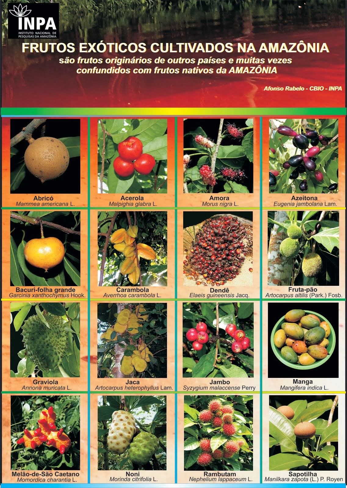 Frutos exóticos cultivados na Amazônia