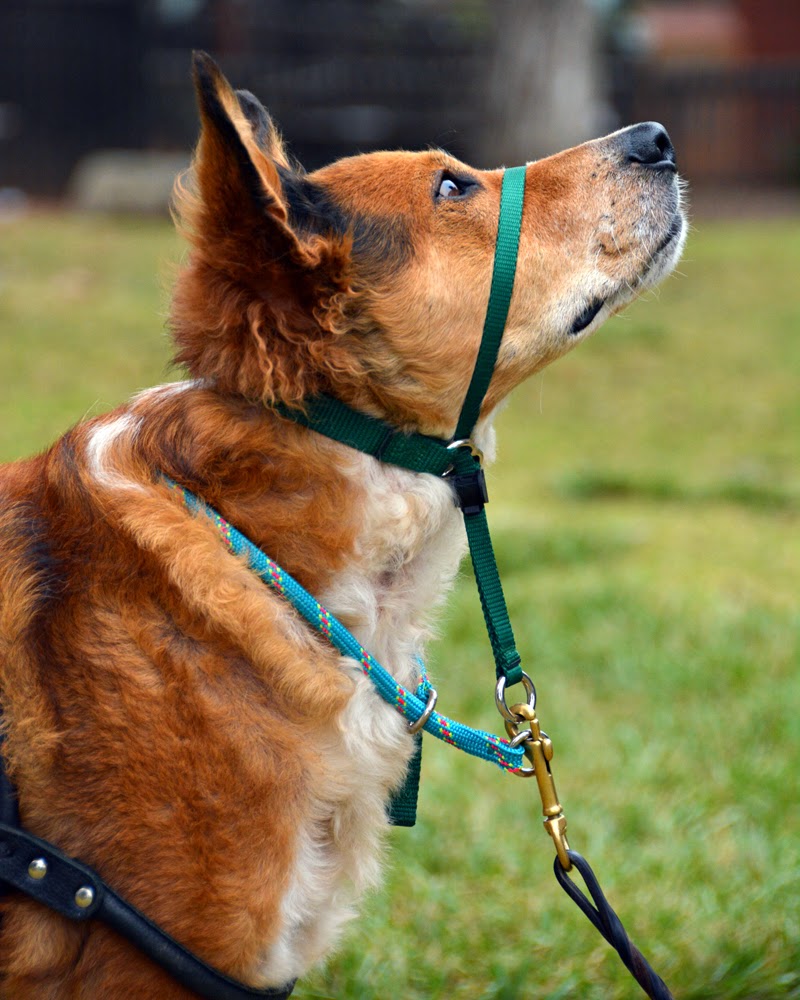 How To Use A Gentle Leader Head Collar Professional Dog Training Tips ...