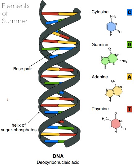 Hasil gambar untuk apa itu dna