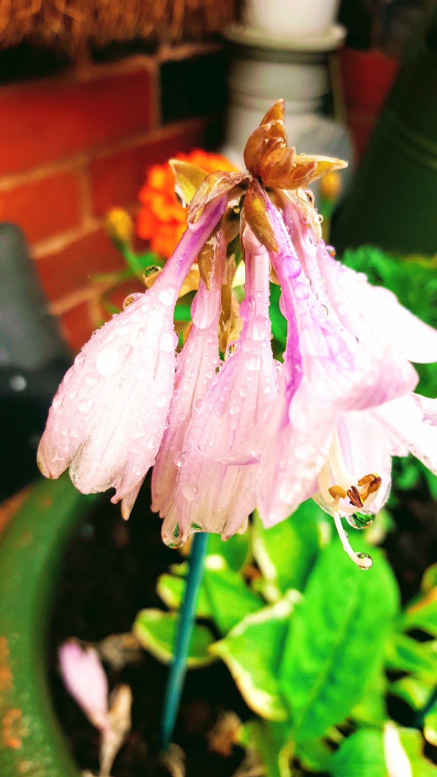 flowers in rain 