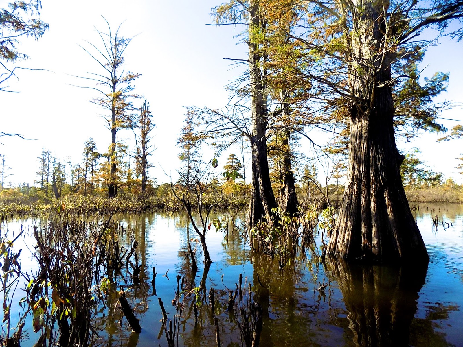 Chuck's Adventures Paddling Cache River State Natural Area Illinois' Cypress & Tupelo Swamp