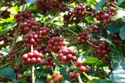 kopi temanggung, kopi asli temanggung, kopi robusta temanggung